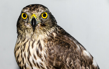 predatory bird hawk with bright yellow eyes close-up on a gray b