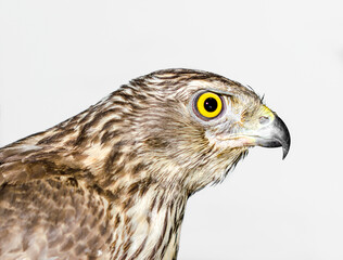 predatory bird hawk with bright yellow eye close-up on a gray ba