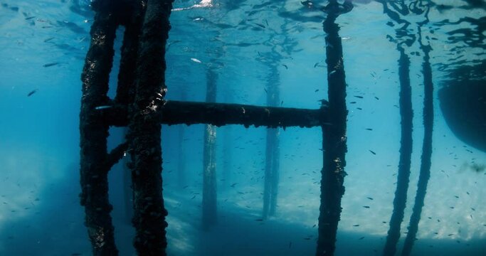 Small fishes in transparent sea under the pier among the pier piles. Underwater view with fish in ocean water