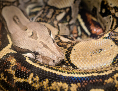 snake python boa curled in rings