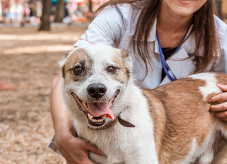 grinning dog in the arms of smiling veterinarian woman in a white coat and badge on an autumn lawn