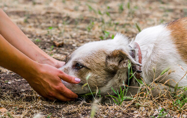 pet care outbred dog head in female hands on the lawn