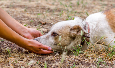 pet care outbred dog head in female hands on the lawn