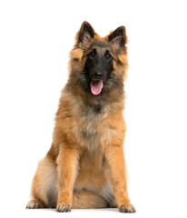 Sitting Belgian Shepherd dog panting, cut out