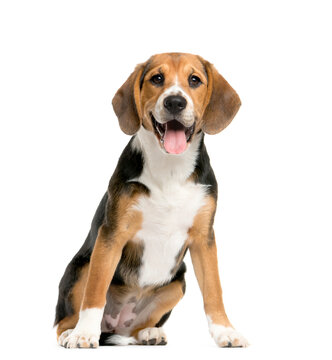 sitting and panting Beagles isolated on white