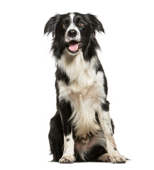 Sitting and Panting Border Collie, Dog, pet, cut out