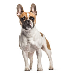 Standing French bulldog dog, cut out