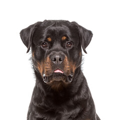 Close-up of a Rottweiler Dog, cut out