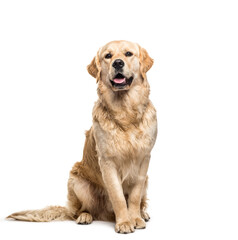 Golden retriever dog sitting and panting, cut out