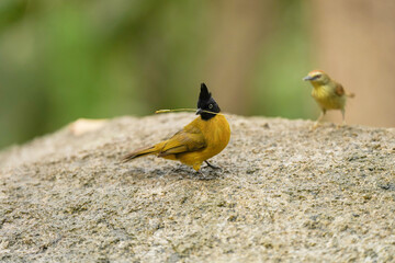 Black-headed Bulbul bird .Birdwatching in the forest