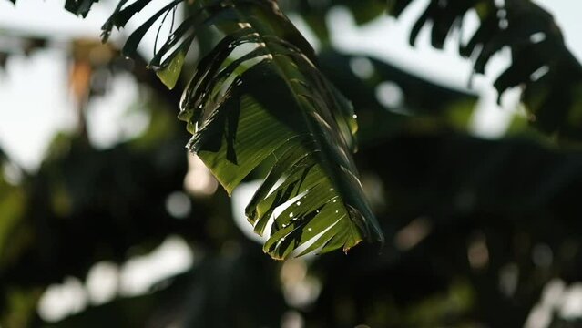 cinematic of banana tree being blown by the wind