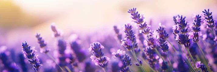 Deurstickers Close-up view of purple lavender in field in Spring. Spring seasonal concept. © rabbit75_fot