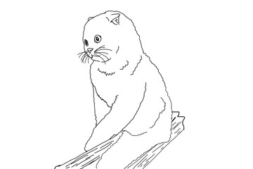 Animal - Pet - Adorable cat illustration