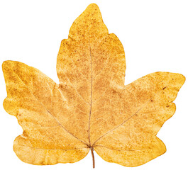 Obraz premium Maple leave close up isolated