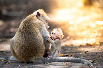 Monkey and baby monkey on the golden light background of the monk up in the morning in the forest.