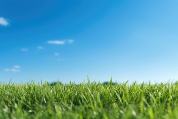 Obraz premium Close-up view of green lawn grass land with blue sky. Spring seasonal concept.
