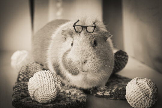 Concept of how to care for your  senior guinea pig. The guinea pig or domestic guinea pig, Cavia porcellus also known as the cavy or domestic cavy. Old pet wearing glasses. Vintage sepia color photo.