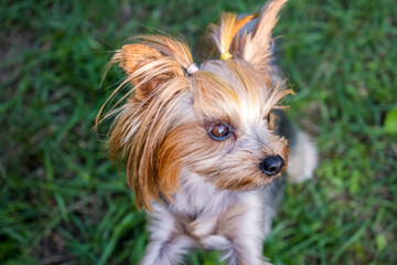 Lovely puppy of Yorkshire Terrier small dog on green blurred background