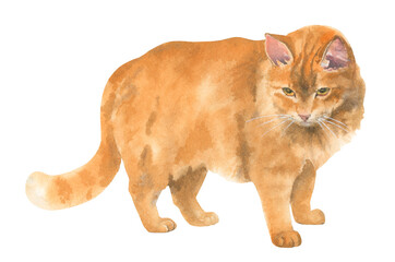 Watercolor red cat on a white background
