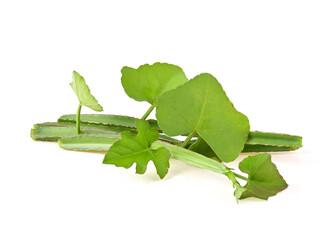 Cissus quadrangularis L. , pirandai or veldt grape on white background. Herb for Hemorrhoids.