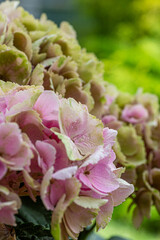 Obraz premium blooming colorful Hydrangea(Big-leaf Hyrdangea) flowers,close-up Hydrangea flowers blooming in the garden in summer.Two tone hydrangea flowers for gardening and decoration ideas.