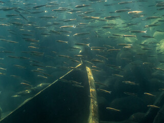 School of common minnow fish swimming by sunken rowboat