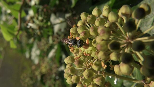 Digger Wasp (Ectemnius continuus) crawling over and feeding on Ivy flowers (Hedera helix). October, Kent, UK [Slow motion x5]	