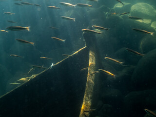 School of common minnow fish swimming by sunken rowboat