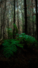 Fern in forest