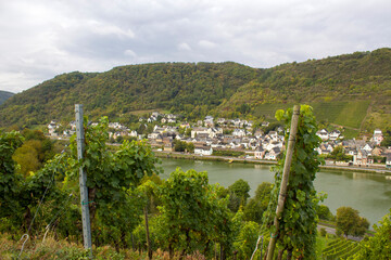 View of Treis-Karden town with the Moselle river in Rhineland-Palatinate, Germany