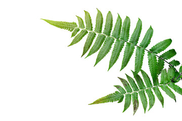 Green Foliage of wild fern tropical plant isolated on transparent background. PNG transparency © Tri Visuals