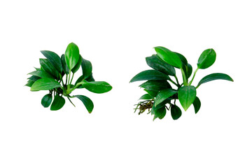 Anubias sp Pangolino of small aquarium plants isolated on transparent background. PNG transparency