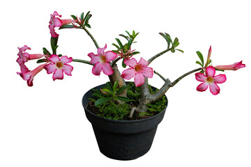 Pink adenium flower or frangipani bonsai in black pot isolated on transparent background. PNG transparency