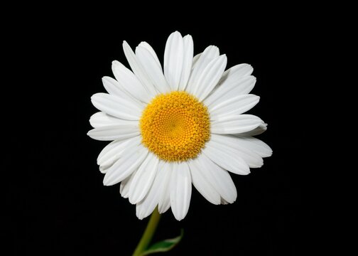 daisy flower isolated on black