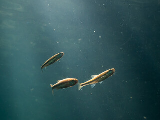 Group of common minnow fish swimming underwater