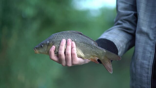fisherman holds a carp in his hands