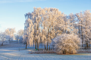 Frosty grove of trees in a park on a cold winter day