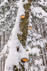 Snow covered conk fungus on a tree trunk in a forest - obrazy, fototapety, plakaty
