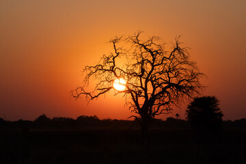 Sonnenuntergang im Okavango Delta in Botswana