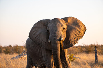 Fototapeta na wymiar Elefantenbulle auf einer Safari durch Botswana (Zwischen Chobe Nationalpark und Mababe Concession)