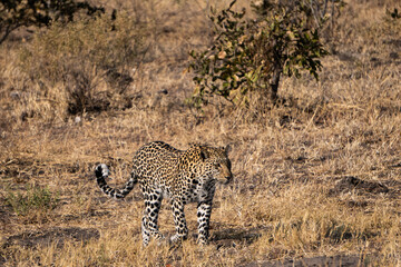Leopardendame in Savuti im Chobe Nationalpark in Botswana