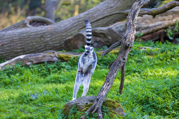 Lemurs (Lemuriformes) run and rest in a meadow. Cute furry animal.