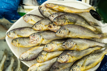 Lots of close-ups of raw, fresh sea croakers. view from above