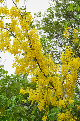 Yellow flowers of cassia fistula or golden shower tree flowering branch with hanging clusters of inflorescences in Pakistan. Close-up, vertical photo of spring blossoms.