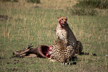 Zwei Geparden mit Beute in der Masai Mara in Kenia © Hannah Hülsmann