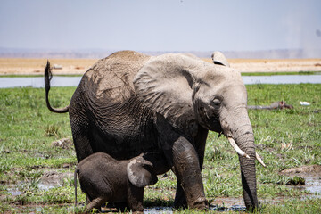 Naklejka na ściany i meble Elefantenbaby mit Mutterkuh im Amboseli Nationalpark, Safari in Kenia