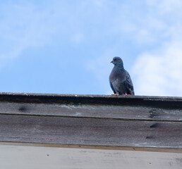 A gray pigeon perches on the roof of a house during a clear day.