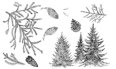 A set of hand-drawn elements for creating Christmas cards. A hand-drawn drawing. Spruce branches, cones, trees or on a white background.