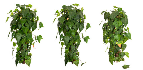 set of green leaves of an Ivy plant bush isolated on transparent background, png, image compositing...