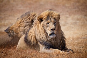 Close-up of two male lions lying in the grass